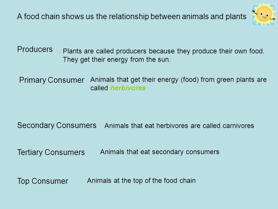 The relationship between humans animals and plants